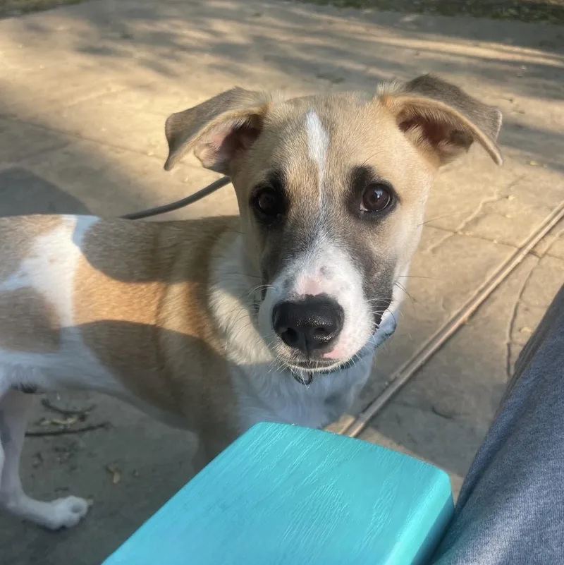 A baby medium-sized male Tricolor (Brown, Black, & White) Mixed Breed dog named Otterton for adoption in Yaphank, NY