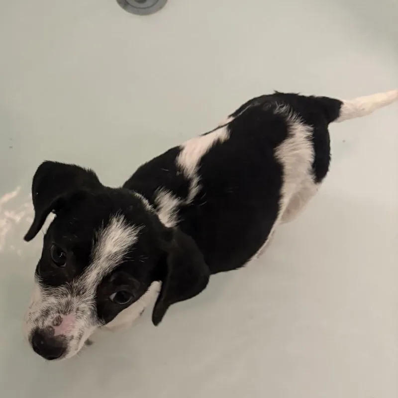 A baby small-sized female Jack Russell Terrier dog named Tootie for adoption in Hinesville, GA