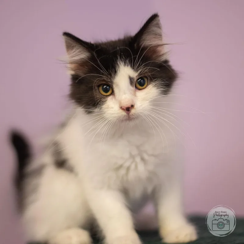 A baby medium-sized male Black & White / Tuxedo Domestic Long Hair cat named Leon for adoption in Blairsville, PA