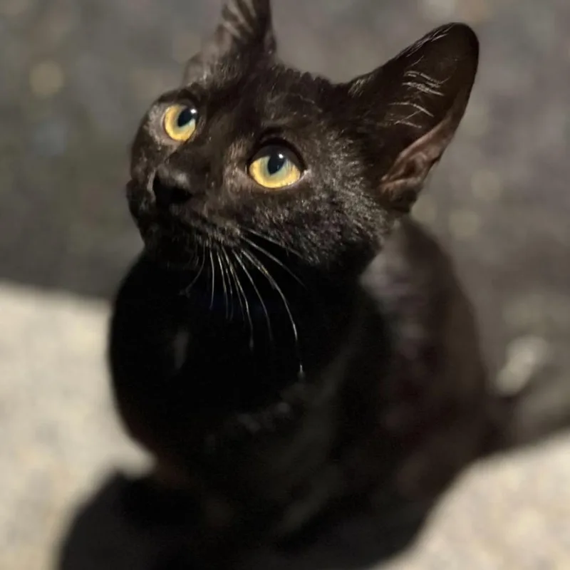 A baby extra large-sized female Black Domestic Short Hair cat named Poppy for adoption in Oceanside, NY