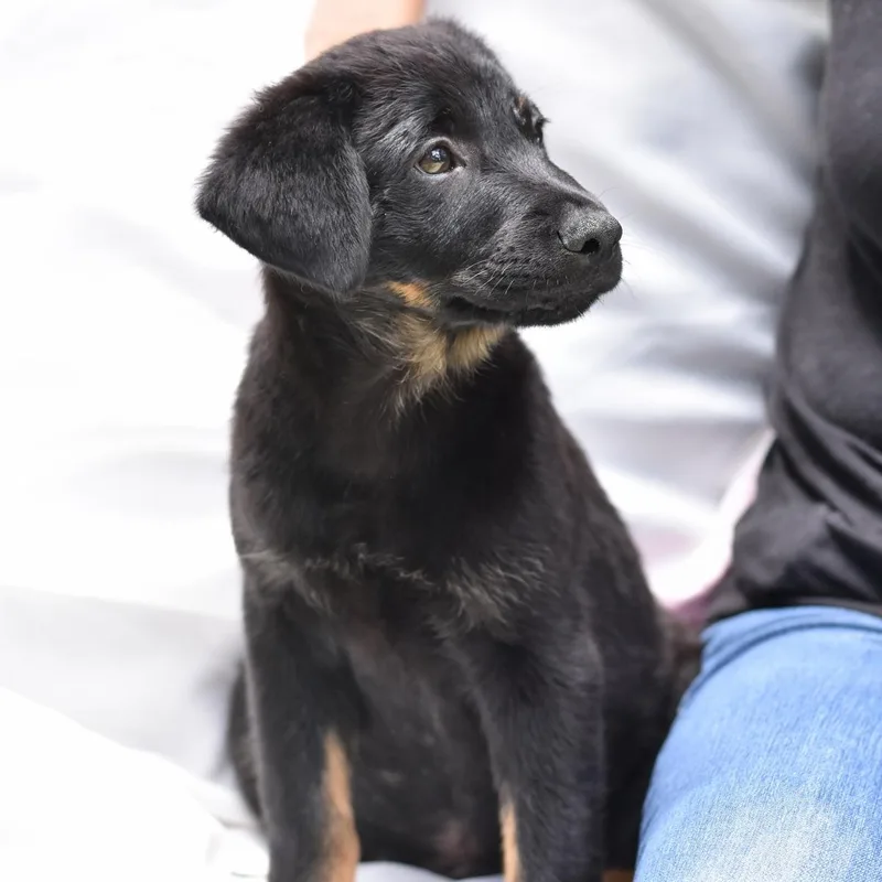 Levi