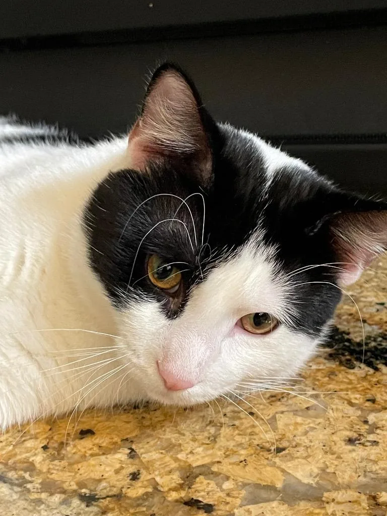 Snowberry thumbnail 2