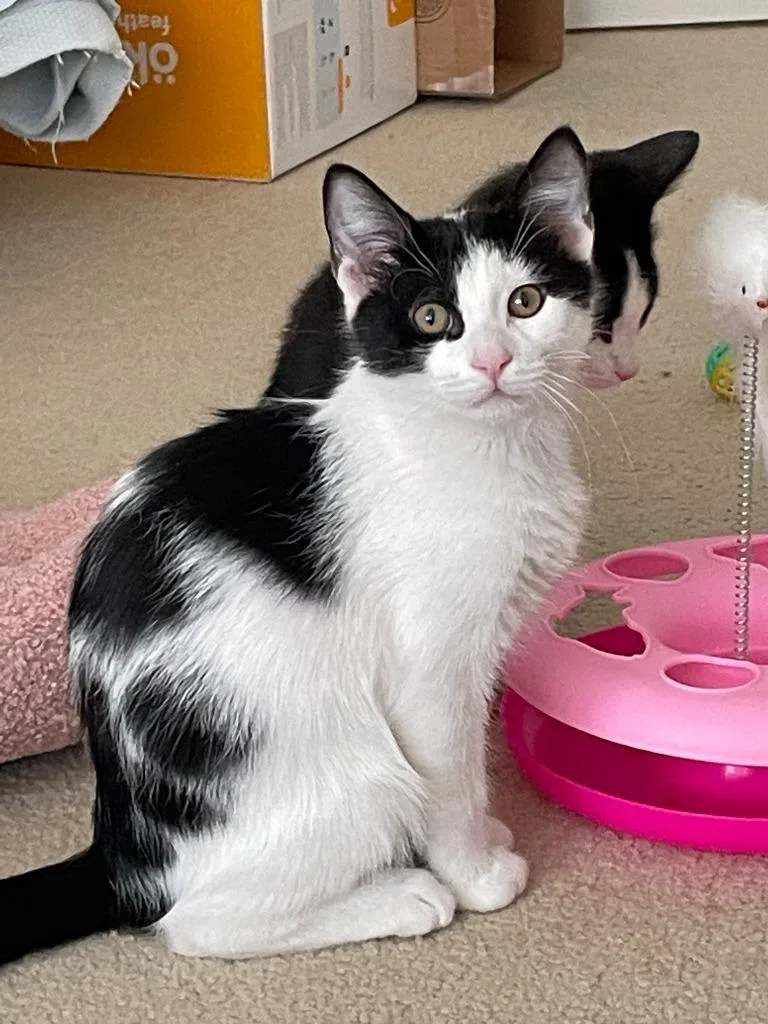 Snowberry thumbnail 3