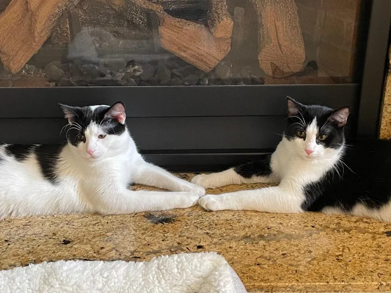 Snowberry thumbnail 4