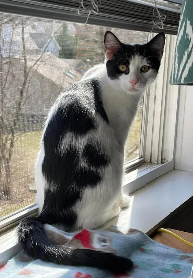 Snowberry thumbnail 5