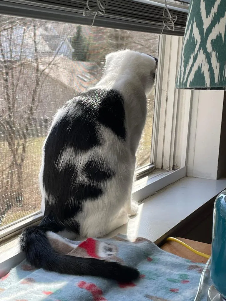 Snowberry thumbnail 6