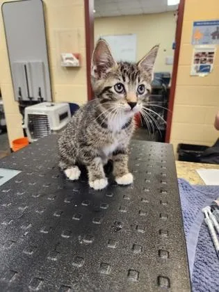 A baby small-sized male Domestic Short Hair cat named Dodge for adoption in Independence, MO