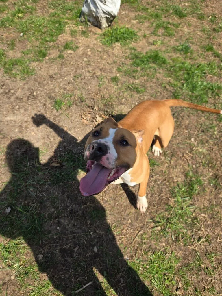 An adult medium-sized male Mixed Breed dog named Clementine for adoption in Angola, IN