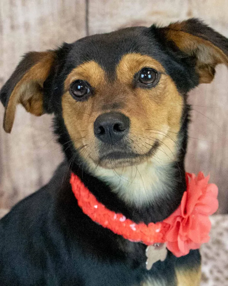 An adult medium-sized female Beagle dog named Trinity for adoption in Kennesaw, GA