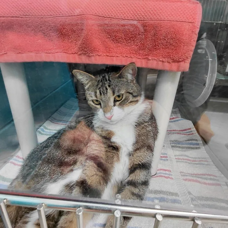 An adult large-sized male Brown / Chocolate Domestic Short Hair cat named Birch for adoption in Philadelphia, PA