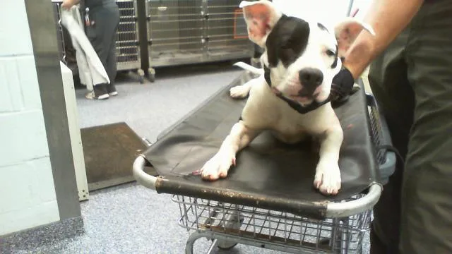 A young medium-sized female Pit Bull Terrier dog named A for adoption in Charlotte, NC