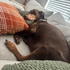 A senior large-sized female Red / Chestnut / Orange Doberman Pinscher dog named Daisy for adoption in Galveston, TX