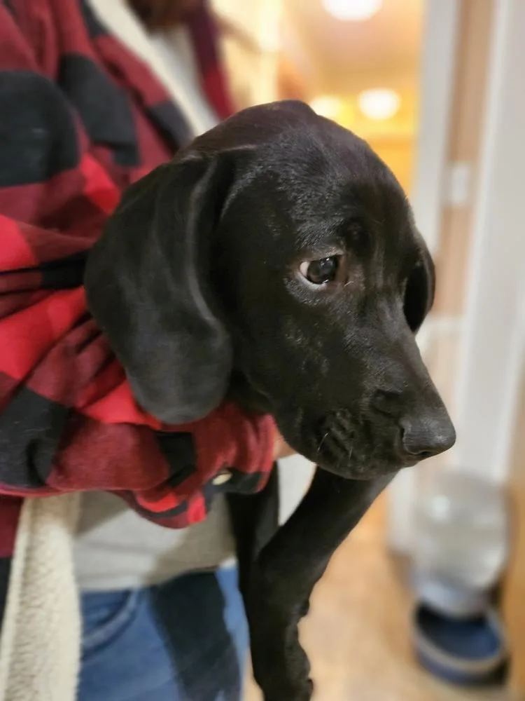 An adult large-sized male Labrador Retriever dog named Lindor for adoption in Peoria, IL
