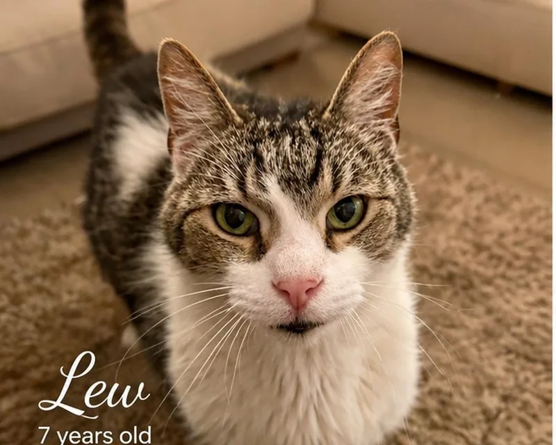 Lew thumbnail 3