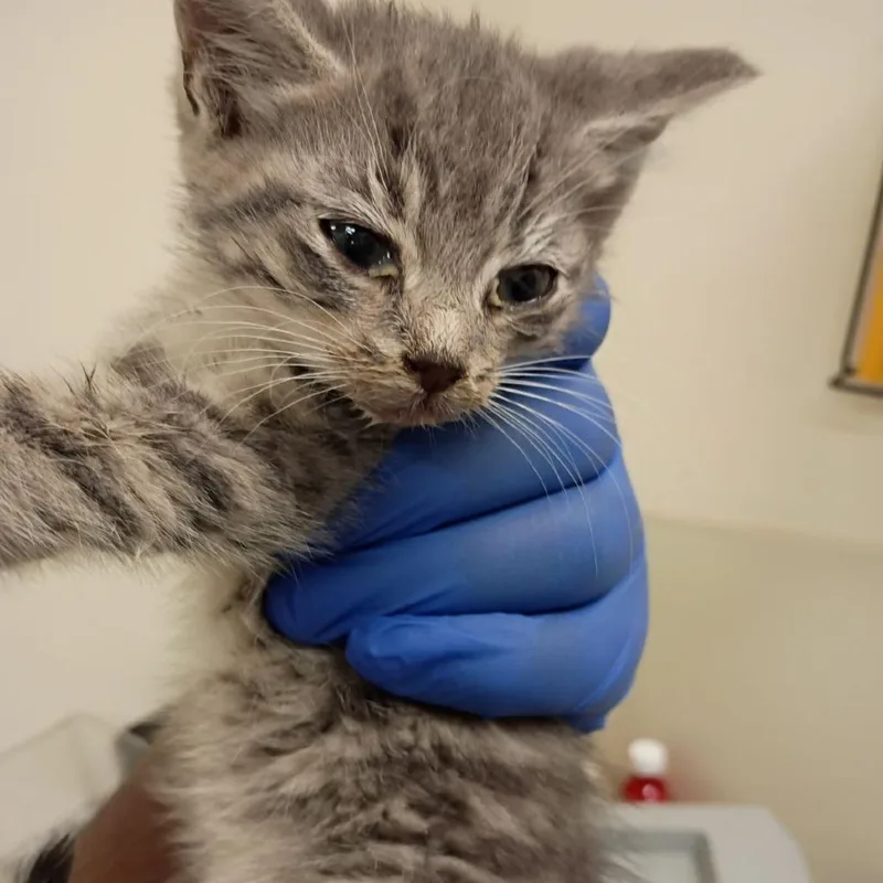 A baby small-sized male Gray / Blue / Silver Domestic Short Hair cat named Chamomile for adoption in Lynchburg, VA