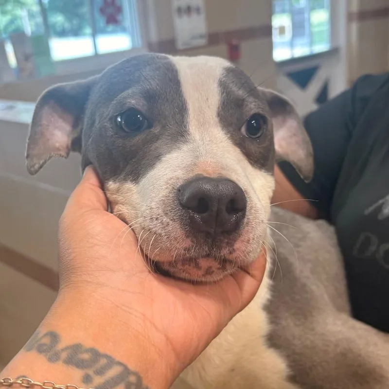 A young medium-sized male Gray / Blue / Silver Mixed Breed dog named Kane for adoption in Winston-Salem, NC