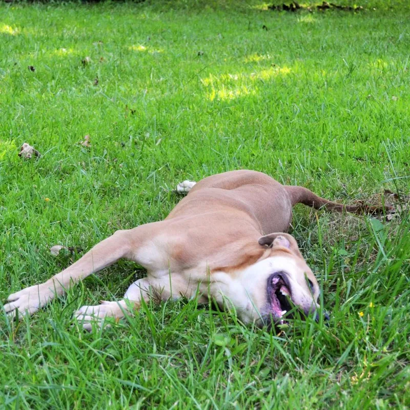 A senior medium-sized female Yellow / Tan / Blond / Fawn Pit Bull Terrier dog named Buttercup for adoption in Michigan City, IN