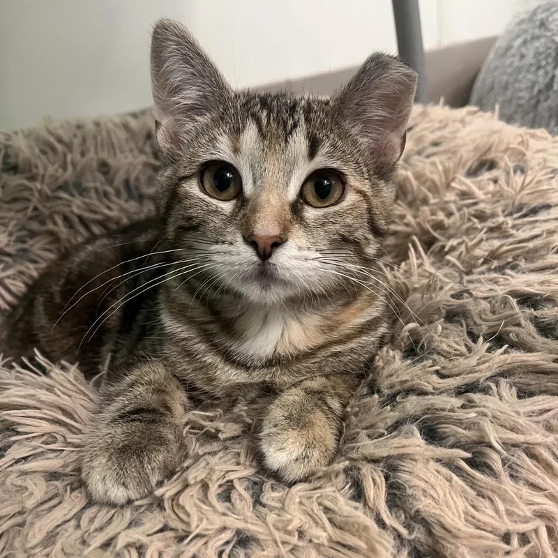 A baby small-sized female Torbie Domestic Short Hair cat named Torbitha for adoption in Chicago, IL