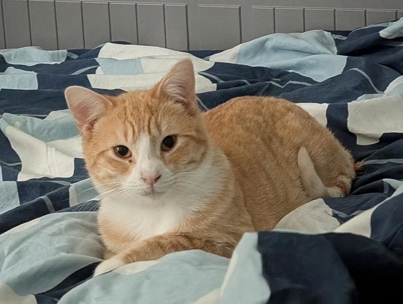 A young medium-sized male Orange & White Domestic Short Hair cat named Trevor for adoption in Barrington Hills, IL
