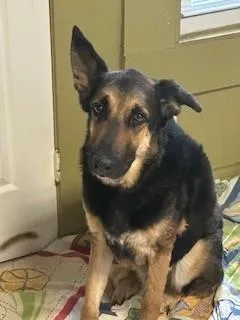 An adult large-sized male German Shepherd Dog dog named Luke for adoption in Lake Wylie, SC