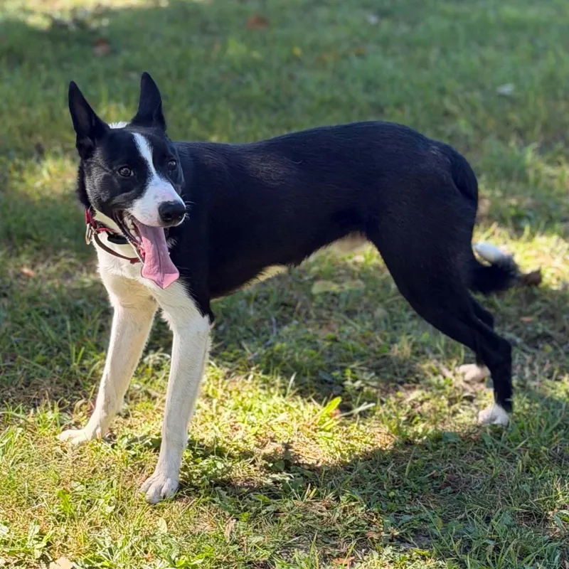 A young medium-sized male Border Collie dog named Skeeter for adoption in Fremont, MI