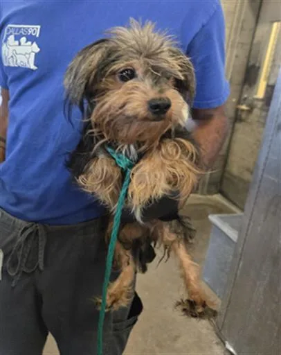 An adult small-sized male Mixed Breed dog named Munequito for adoption in Dallas, TX