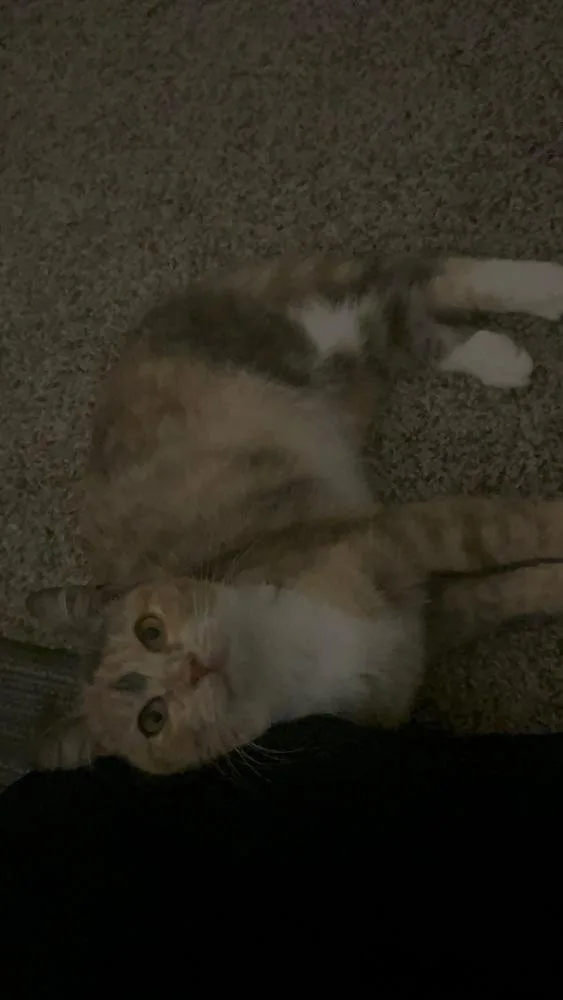 A baby small-sized female Domestic Short Hair cat named Millie for adoption in Salisbury, NC