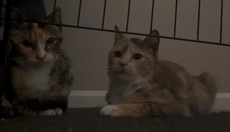 Millie thumbnail 3