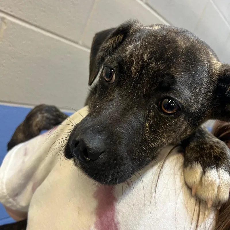 A baby small-sized female Black Mixed Breed dog named Baseball for adoption in Gadsden, AL