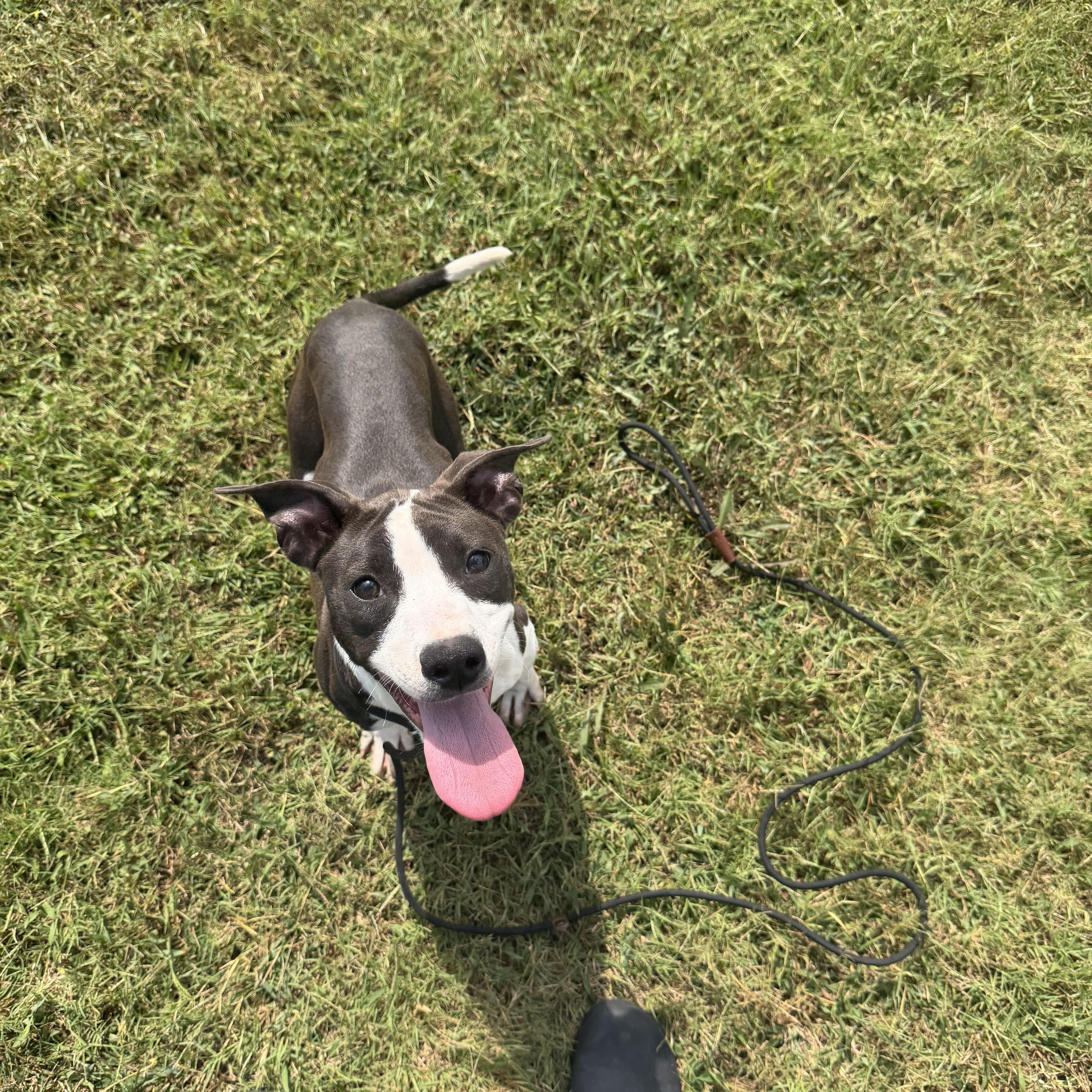 A baby medium-sized female Mixed Breed dog named Tansy for adoption in Lexington, KY