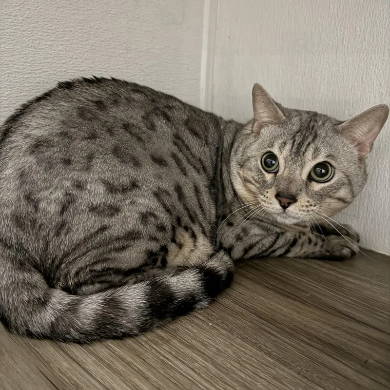 A young extra large-sized male Bengal cat named Great Avalanche for adoption in Pomona, CA