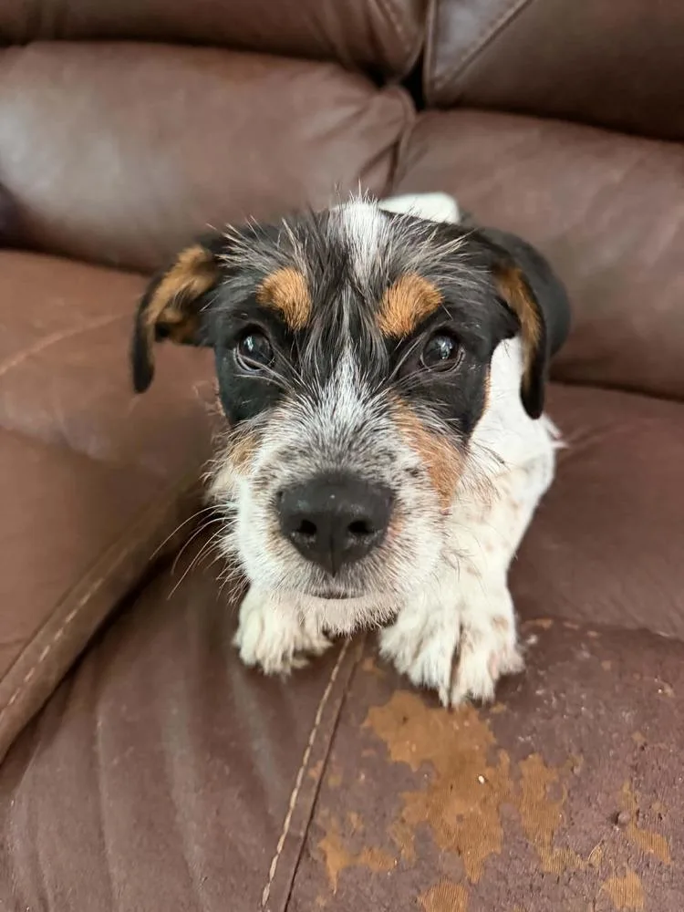 A baby medium-sized male Tricolor (Brown, Black, & White) Jack Russell Terrier dog named Buzz for adoption in Deltona, FL