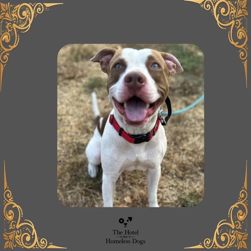 A young medium-sized male White / Cream Mixed Breed dog named Mannix for adoption in Cumberland, RI