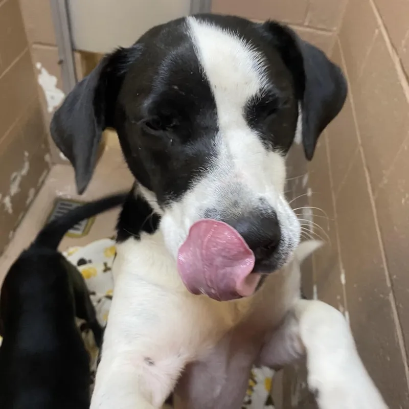 An adult medium-sized male Black Labrador Retriever dog named Daile for adoption in Caryville, TN