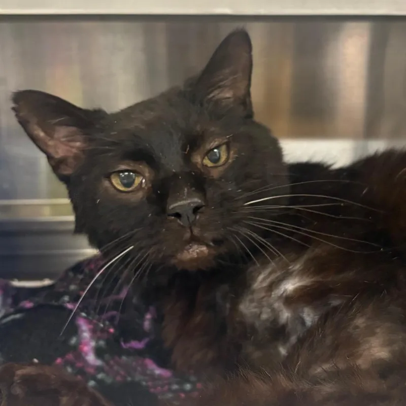 A senior large-sized male Black Domestic Short Hair cat named Pidgey for adoption in Springfield, IL