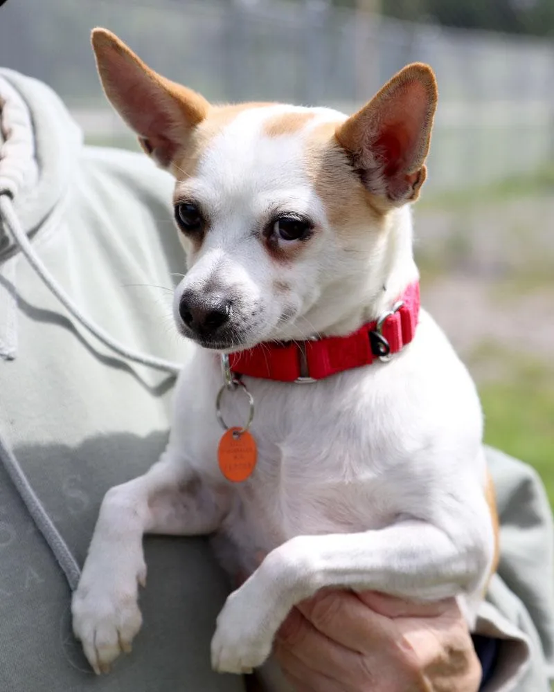 An adult small-sized male White / Cream Chihuahua dog named Biggs for adoption in Kansas City, KS