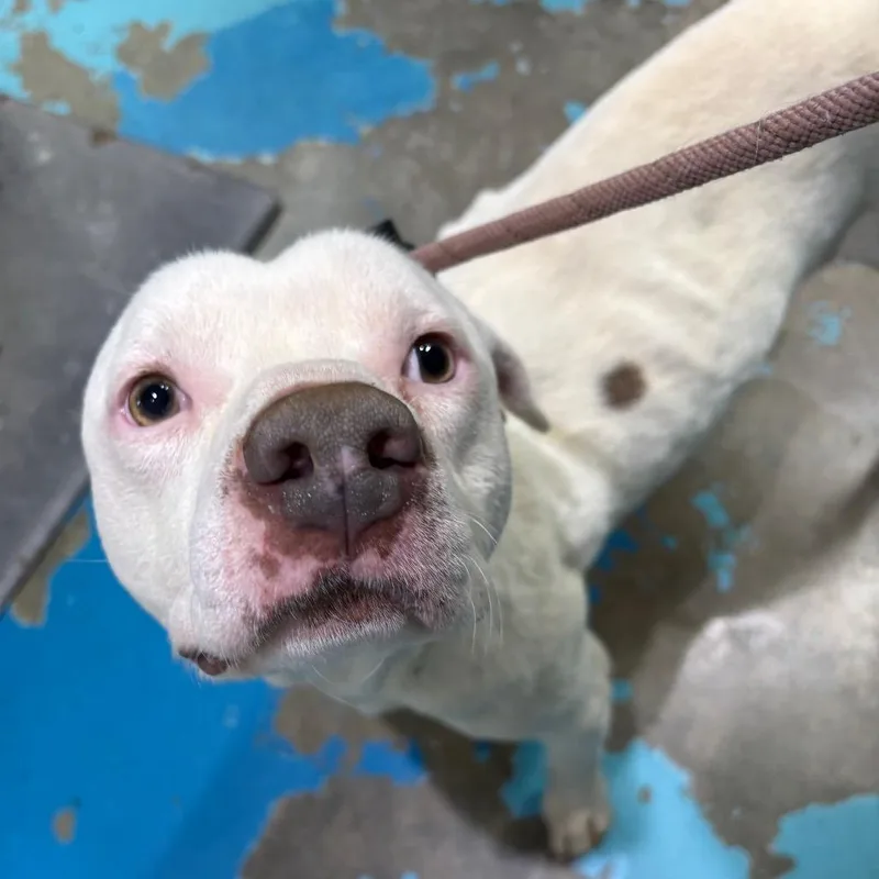 A young medium-sized male White / Cream Mixed Breed dog named Sonar for adoption in Rocky Mount, VA