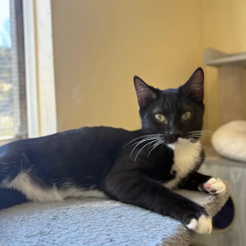 A young small-sized female Black Domestic Short Hair cat named Capricorn "capri"a for adoption in San Pablo, CA