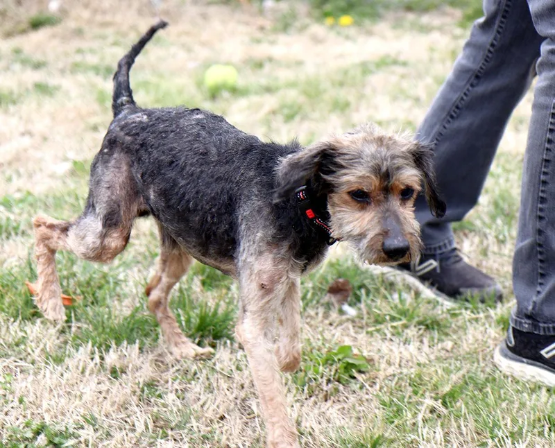 Finnegan thumbnail 3