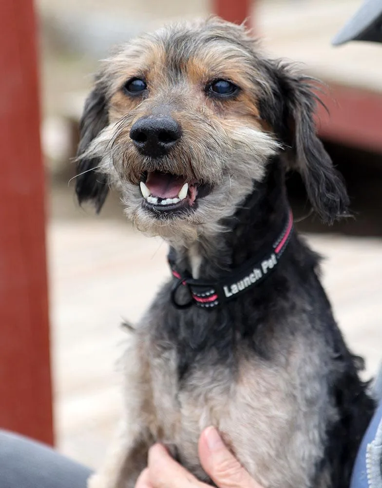 Finnegan thumbnail 4