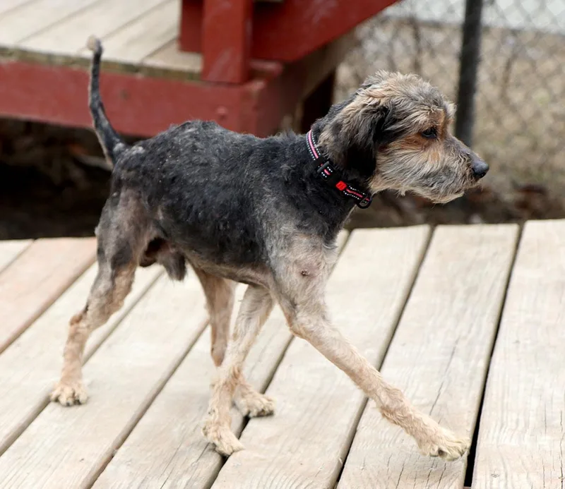 Finnegan thumbnail 5