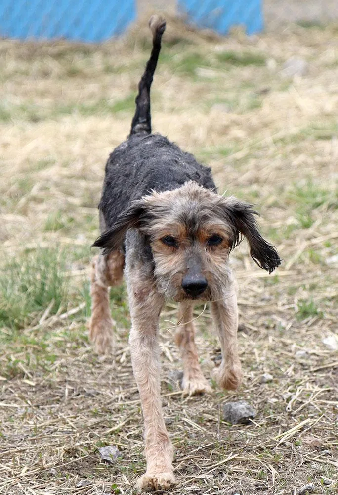 Finnegan thumbnail 6