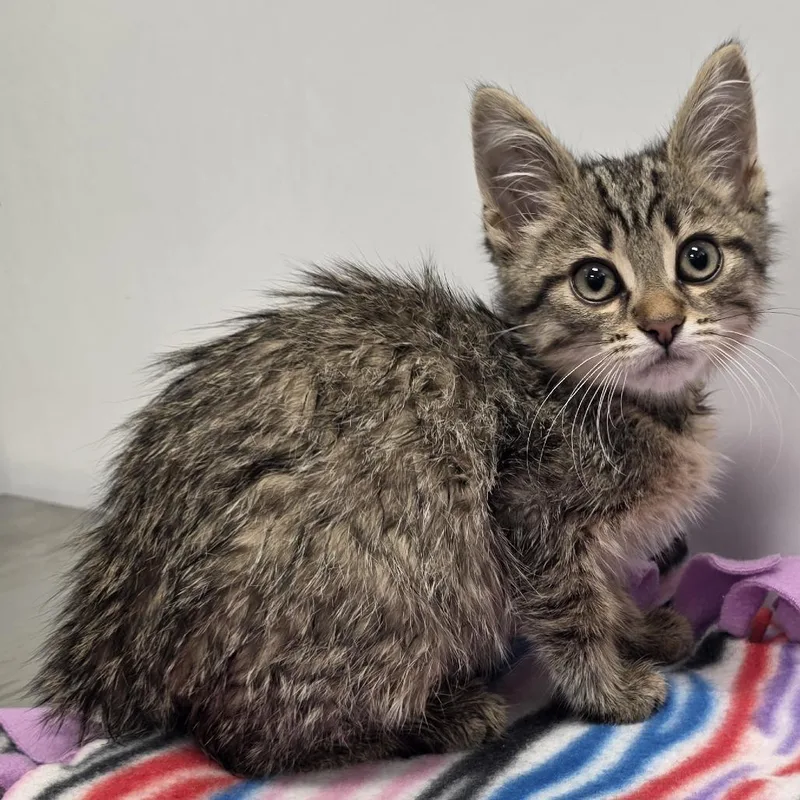 A baby small-sized male Brown / Chocolate Domestic Short Hair cat named Lucas for adoption in Fort Wayne, IN