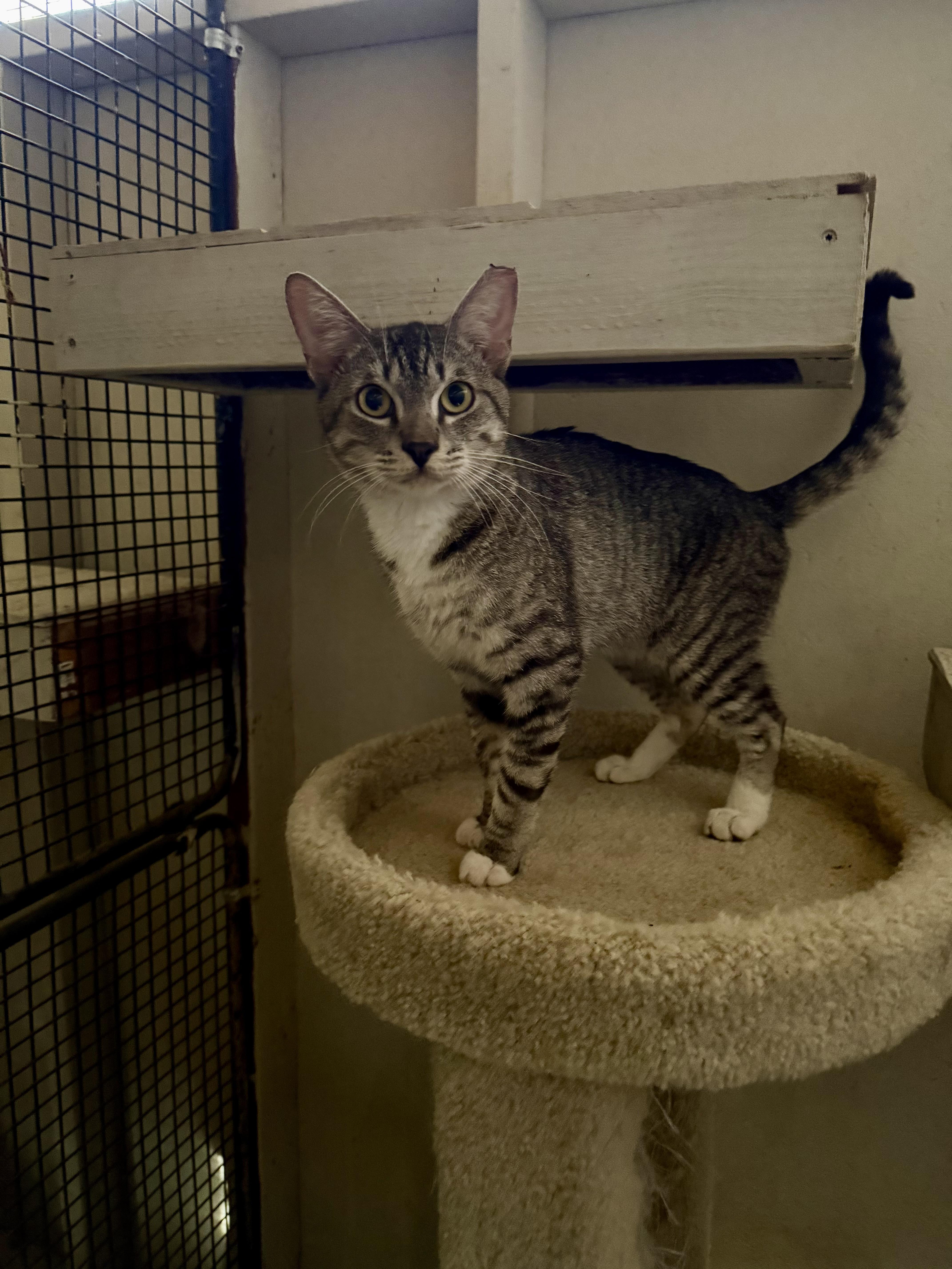 An adult medium-sized male Tabby (Gray / Blue / Silver) Domestic Short Hair cat named Dulce for adoption in Marana, AZ