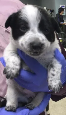 A baby small-sized female Australian Cattle Dog / Blue Heeler dog named Amoeba for adoption in Riverside, CA