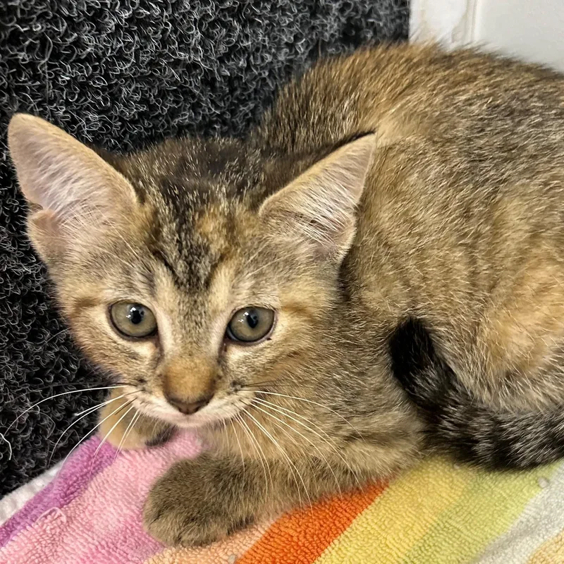 A baby medium-sized female Tabby (Brown / Chocolate) Domestic Medium Hair cat named Buttercup for adoption in St. Augustine, FL