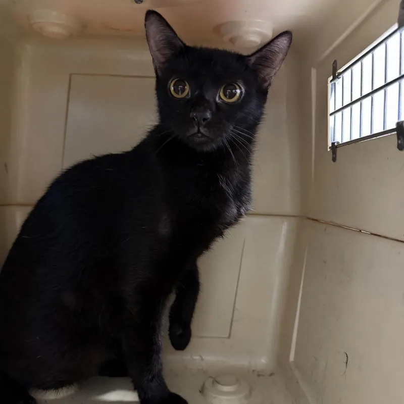 An adult medium-sized female Domestic Short Hair cat named Sabrina for adoption in Perkiomenville, PA