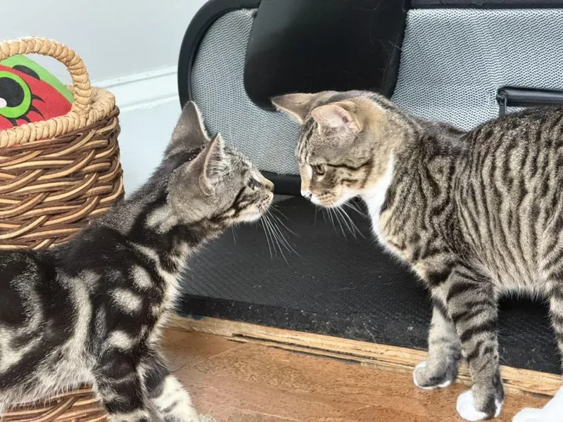 Pip and Eliot thumbnail 3