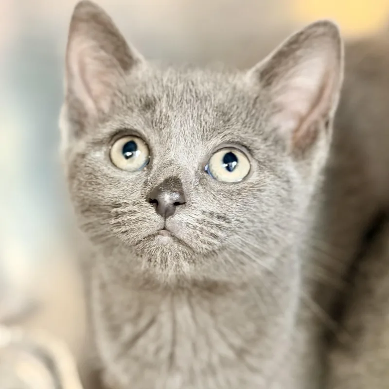 A baby medium-sized female Gray / Blue / Silver Domestic Short Hair cat named Marigold for adoption in Jackson, NJ