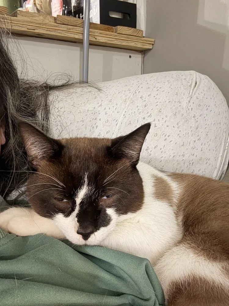 An adult medium-sized male Snowshoe cat named Cowboy for adoption in Lincoln Park, MI